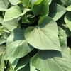 （メール便）さつまいも【苗】べにはるか　10本　茨城県産