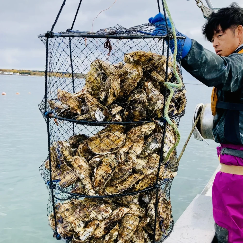 北海道 湧別産　2年牡蠣殻付き　生食用