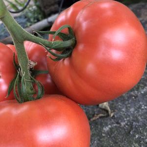 【数量限定】東京ドリーム感謝のトマト(濃厚王様トマト)