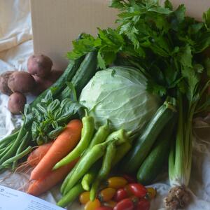 【鮮度抜群！】さいのね畑の野菜セット[大]（農薬・無化学肥料不使用）