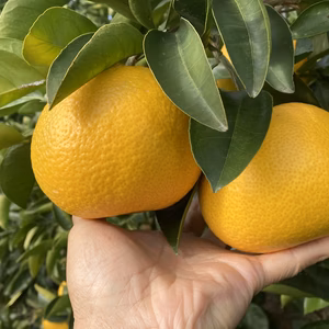 紀の川八朔　優品　L〜２L寸↑　5kg ・10kg(箱込み) 　間違いない味！