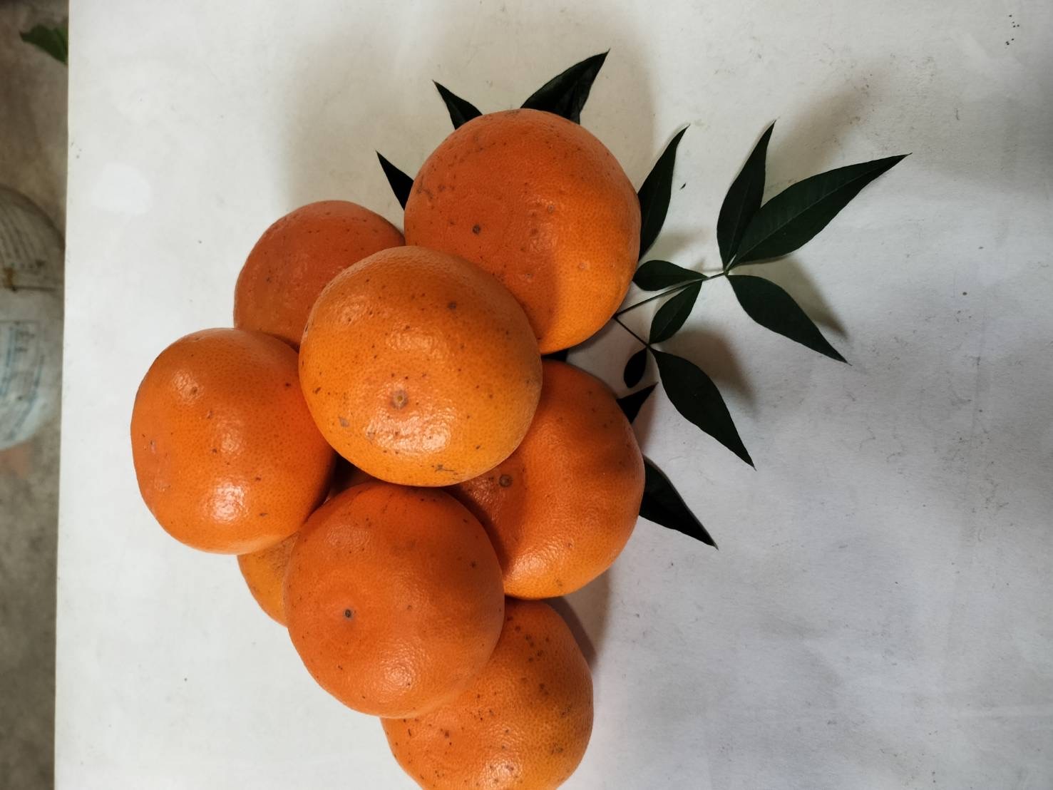 セとか 家庭用〜酸味と甘み溢れる柑橘〜☆ 箱込4キロ｜果物の商品詳細