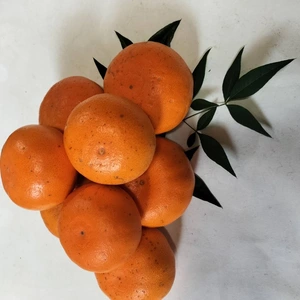 セとか 家庭用〜酸味と甘み溢れる柑橘〜☆ 箱込4キロ