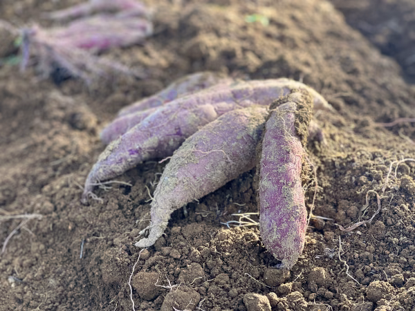 ≪予約販売≫☆有機JAS認証☆熟成さつまいも1.8kg【2月発送予定】