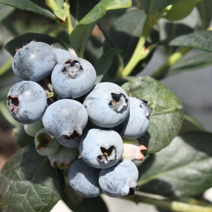 0.5kg完熟生果実ブルーベリー☆ぷちっとジューシー！静岡磐田産
