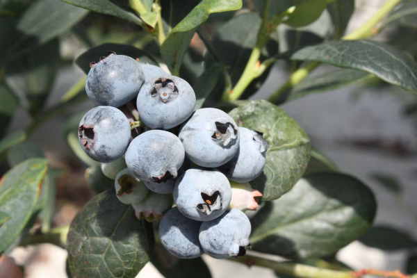 4月より順次発送☆予約限定　500g完熟生果実ブルーベリー　静岡県磐田産