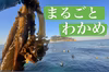 2022年豪快一本！まるごと生わかめ(めかぶ付き) 東京湾猿島わかめ