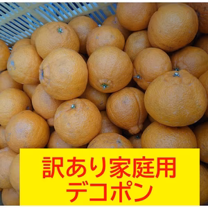 訳あり「不知火」５㎏。