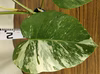 モンステラボルシギアナ　斑入り　②