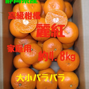 静岡県産　高級人気柑橘　麗紅　家庭用　約4.8㎏