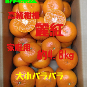 静岡県産　高級人気柑橘　麗紅　家庭用　約4.8㎏