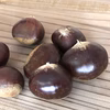 無選別でお買い得！小布施産 栗 1kg (生栗) 利平栗 無選別 減農薬
