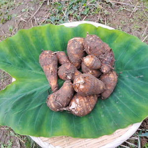 【農薬化成肥料不使用】伝統野菜 金澤伝燈寺里芋