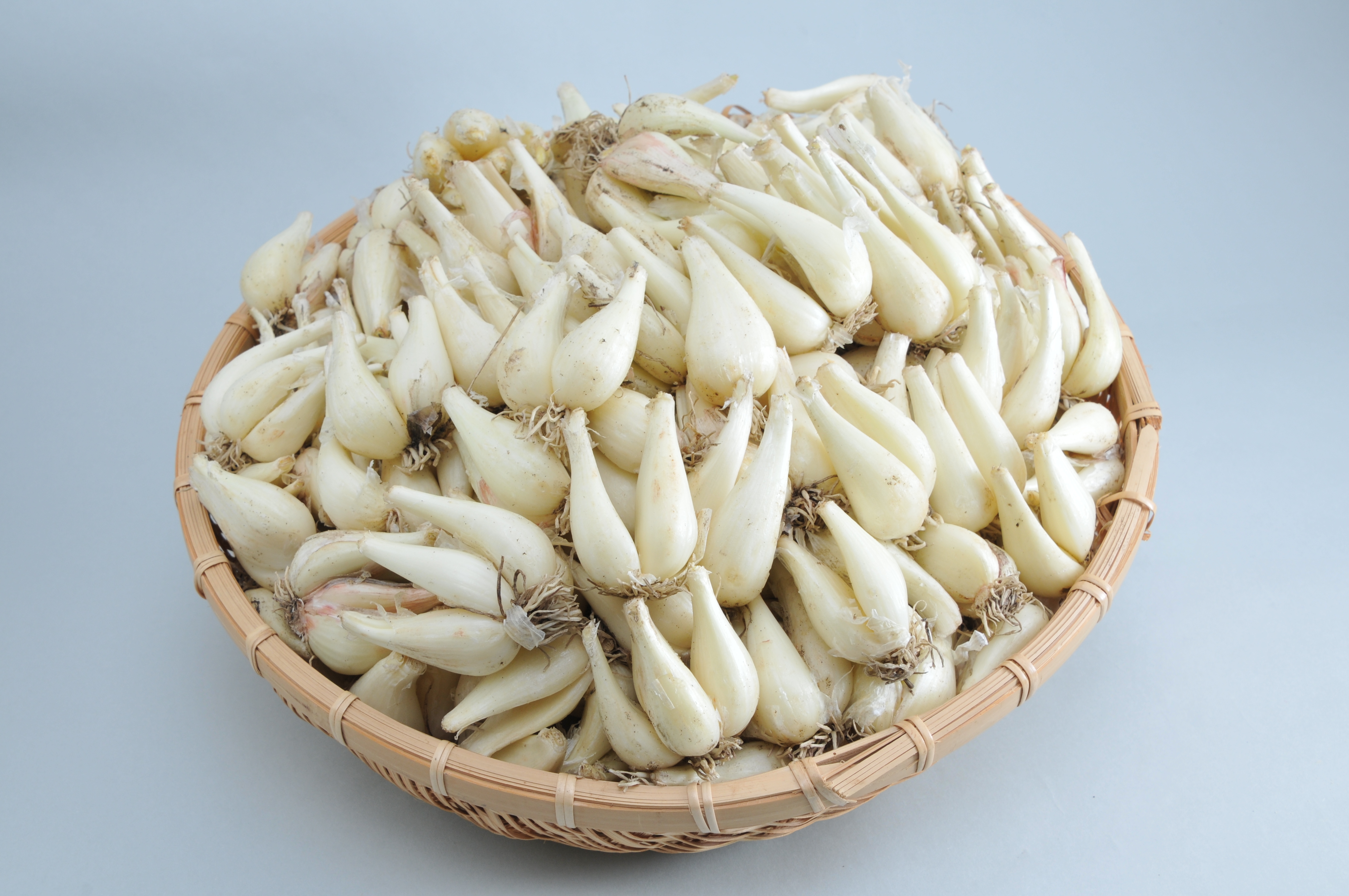 採れたて　赤らっきょう　5kg （箱込）農家直送 採れたて 赤らっきょう 5kg （箱込）農家直送 野菜