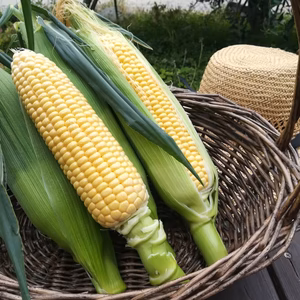 ゴールドラッシュ4本、とうもろこし、スイートコーン