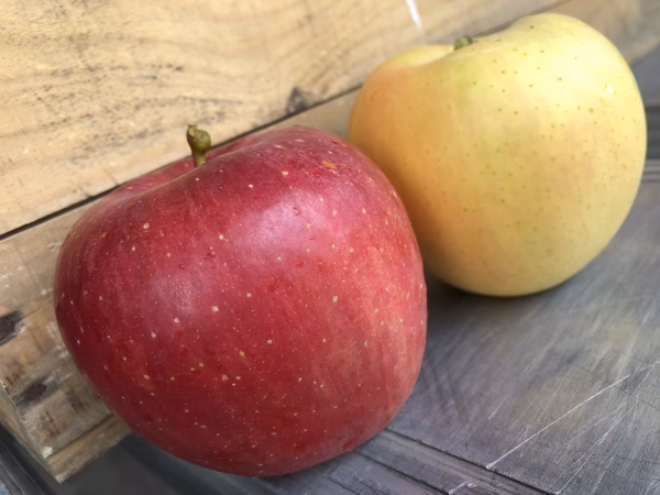 (説明必読) 木村農園　おまかせセレクト　3kg