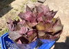 【6月末頃から発送】自然栽培 赤紫蘇（赤しそ）茎付き 500g〜