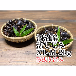 茨城県涸沼産 厳選活しじみMIXサイズ2kg 朝穫れ砂抜き後、翌日出荷!