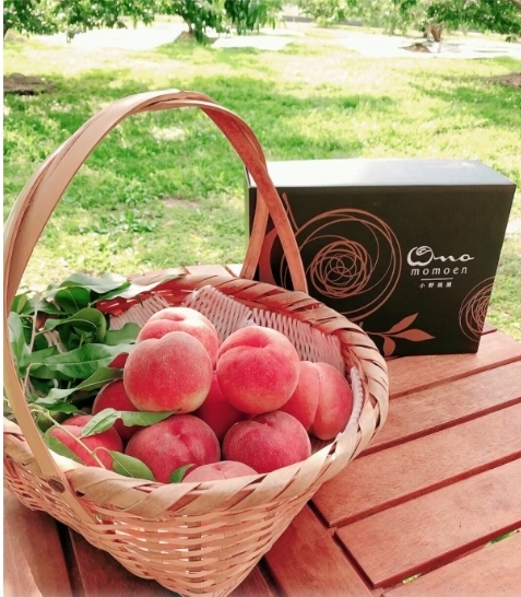 全国桃グランプリ3冠】追熟で一度で3度化ける『なつっこ』約2キロ｜桃