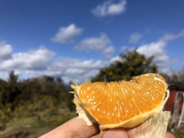 和歌山県住みます芸人わんだーらんどが収穫した日高川町の八朔