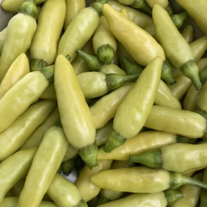 『常温発送』季節限定！生唐辛子５００g『タバスコ　青唐辛子』