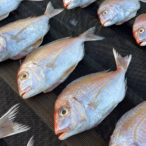 買うほどお得★鯛めしにも◎小鯛(春子)の干物