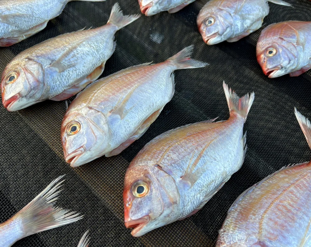 買うほどお得★鯛めしにも◎小鯛(春子)の干物
