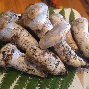 旬◆天然◆白松茸300g