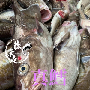 ［今シーズン残りわずか］鍋の季節‼️秋田県産　鮮魚　寒タラBOX　［真鱈］‼️
