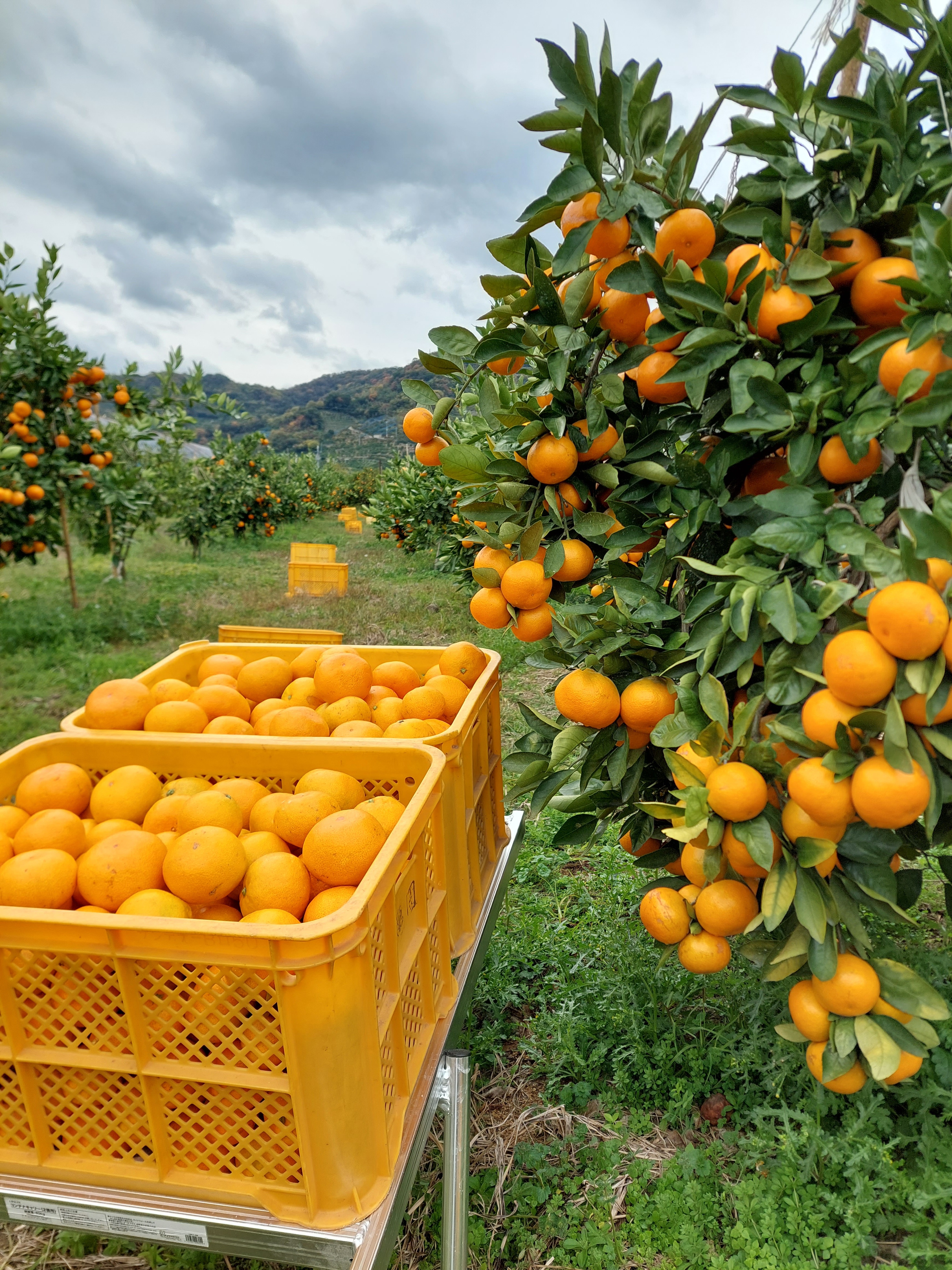 和歌山県の産直通販・お取り寄せ商品｜ポケットマルシェ｜産地直送で旬