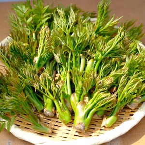 【残りわずか！宮城産 シーズンもの 原木収穫】タラの芽