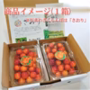 【南信州 松川町産】旬の朝採り“完熟さくらんぼ” 注文から３日以内に発送便