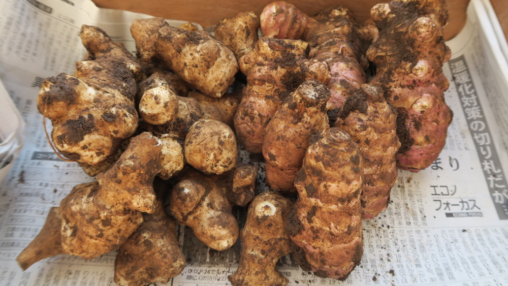 紫菊芋の産直通販・お取り寄せ商品｜ポケットマルシェ｜産地直送で旬の