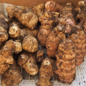 冬のお野菜いいとこ採り！【肥料・農薬不使用栽培】カラダに優しい冬の根菜セット