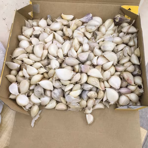 【お買い得】にんにく　バラ1.2ｋｇ　農薬不使用　化学肥料不使用　乳酸菌栽培