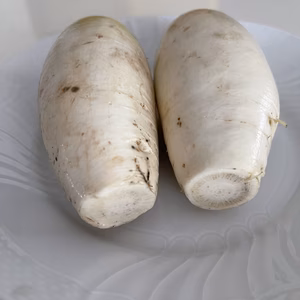 お買い得品！越前福井産辛味大根B品 2kg