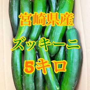 野菜　ズッキーニ　5キロ　宮崎県産