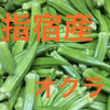 指宿産 オクラ