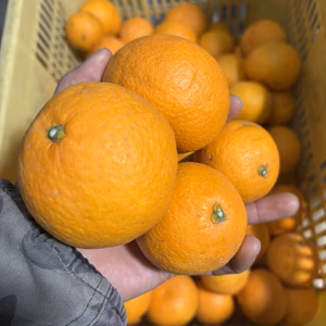 甘くてジューシー♪　果汁たっぷりの減農薬清見オレンジ