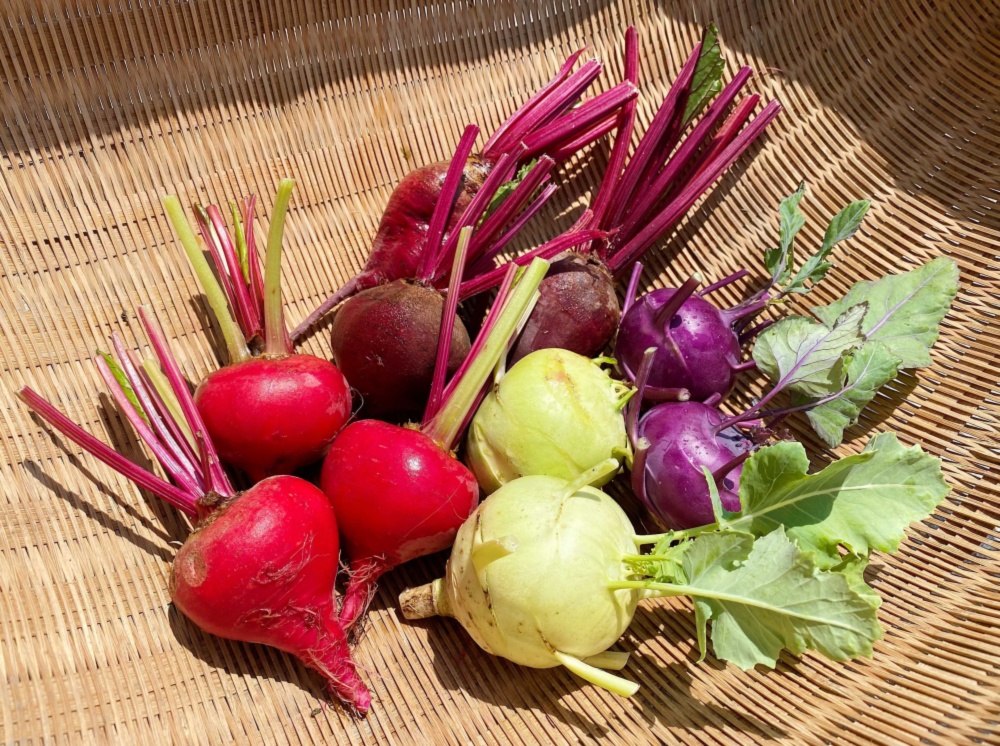 無農薬 無肥料 相性抜群 ビーツとコールラビの仲良しセット 農家漁師から産地直送の通販 ポケットマルシェ