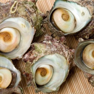 お刺身がオススメ❗️大入島産　天然サザエ❗️
