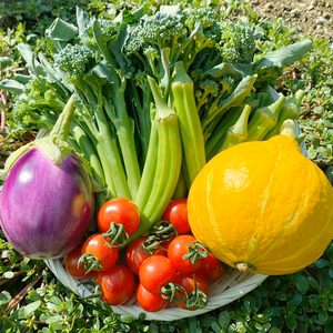 北海道からお届け！野菜の味と甘味を感じる「お得な旬の野菜セット」