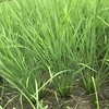 健康プロトン白米 (農薬.化学肥料使用ゼロ)自然栽培プラスα