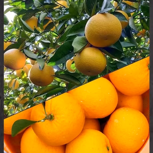 八朔&甘夏『サイズ混合』8kg（箱込）