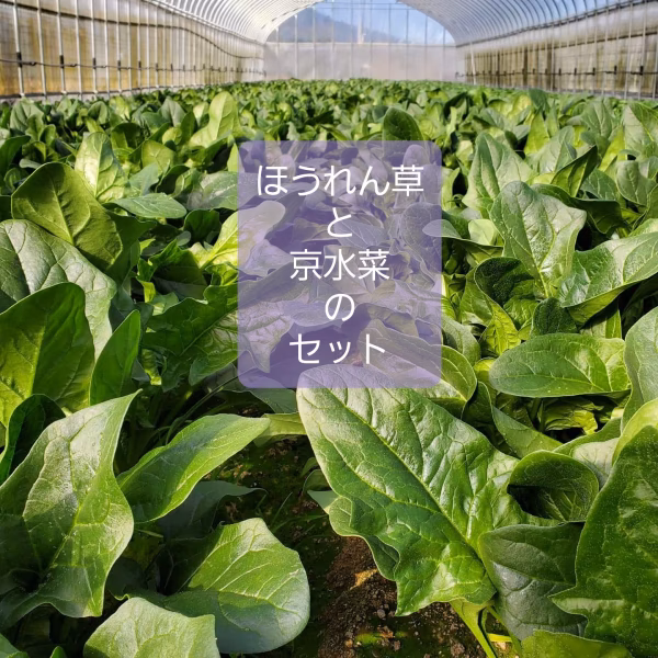 葉物野菜の美味しい季節。 当農園自慢のほうれん草と京水菜のセット