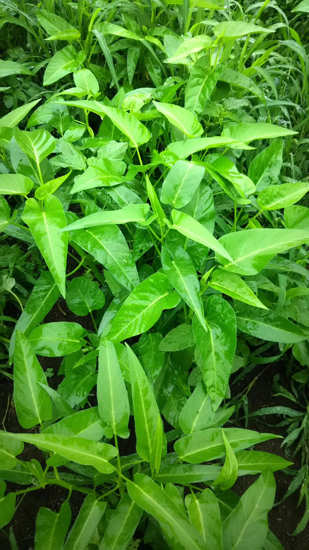 (^O^)どんだけ～～❗❗大特価❗❗✨子供に食べさせたい【空芯菜と塩せんべ❗❗】
