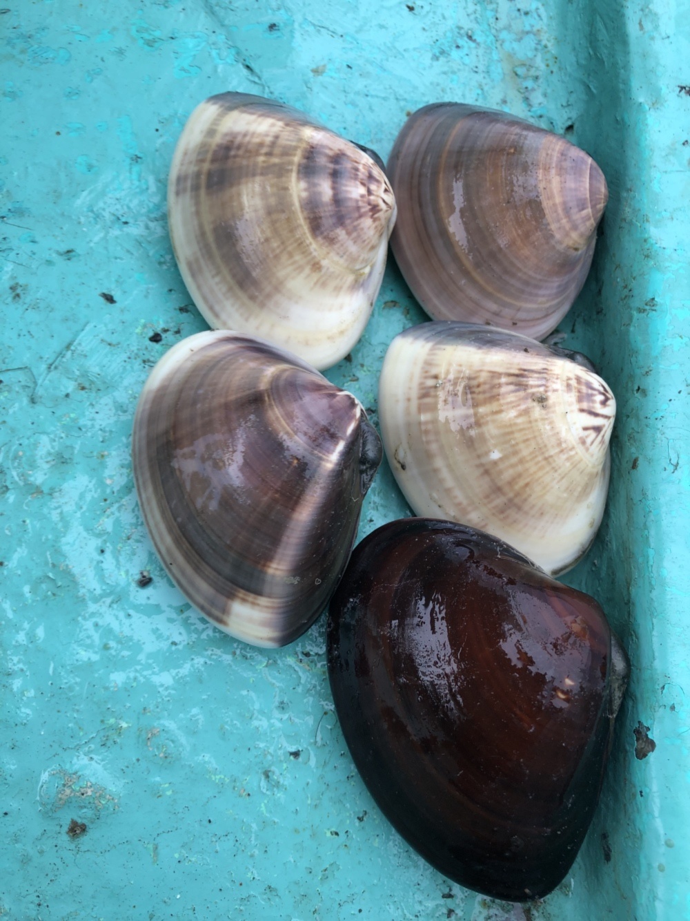 活九十九里地はまぐり 千葉県ブランド水産物認定品 期間限定セール品 農家漁師から産地直送の通販 ポケットマルシェ