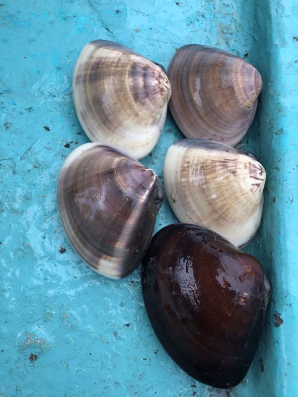 九十九里地はまぐり 千葉県ブランド水産物認定品