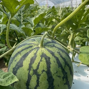 【砂丘地特産】金澤秋スイカ　7〜9ｋｇ