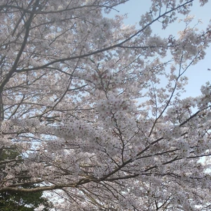 ナバナ食べ比べ！桜咲く　"ラスト"春のレア野菜セット 